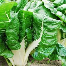 Green Swiss Chard Seeds
