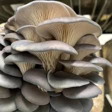 Oyster Mushroom Spores