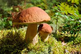 Slippery Jack Mushroom Spores for Growing – Suillus luteus Mushroom Culture