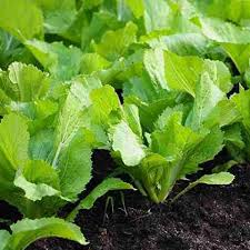 Chinese Mustard Vegetable Seeds for Planting – Heirloom Non-GMO Garden Seeds