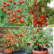 Mixed Tomato Seeds