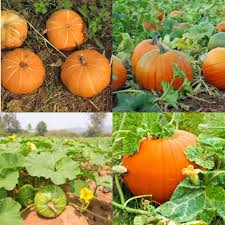 Orange Giant Pumpkin Seeds
