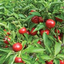 Giant Rocoto Pepper Seeds for Planting – Heirloom Hot Pepper Seeds