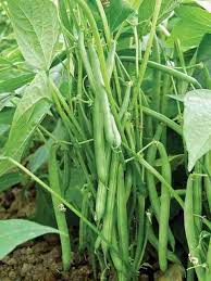 Green Tepary Bean Seeds