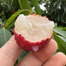 lychee fruit seeds