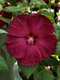 Burgundy Hibiscus flower seeds