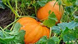 Jamaican Pumpkin Seeds for Planting – Heirloom Non-GMO Garden Seeds