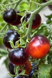 Blueberry Tomato Seeds