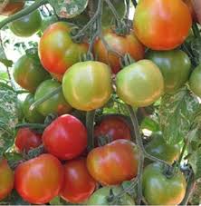 Mixed Tomato Seeds