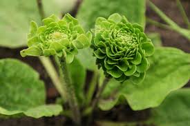 Plantain Herb Seeds for Planting – Heirloom Non-GMO Garden Seeds