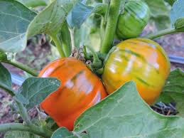 Turkish Orange Eggplant Seeds for Planting – Heirloom Garden Seeds