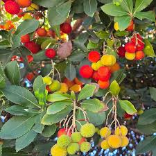 arbutus berry seeds