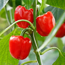 Sweet Bell Pepper Seeds