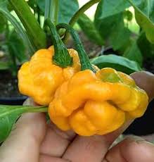 Bonnet Pepper Seeds for Planting – Heirloom Non-GMO Garden Seeds