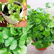 Centella Asiatica Herb Seeds for Planting – Heirloom Non-GMO Garden Seeds
