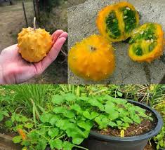 Kiwano Melon Seeds