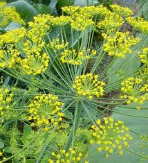 Anise Herb Seeds for Planting – Heirloom Non-GMO Garden Seeds