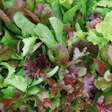 Mesclun Lettuce Mix Seeds for Planting – Gourmet Salad Greens