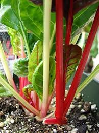 Swiss Chard Seeds for Planting – Heirloom Non-GMO Garden Seeds