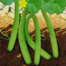 Long Melon Seeds
