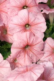 Peach Petunia flower seeds