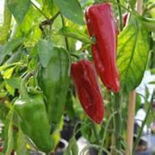 Padron Pepper Seeds
