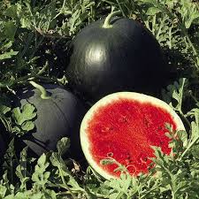 sugar baby watermelon seeds