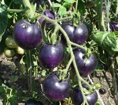 Blue Tomato Seeds