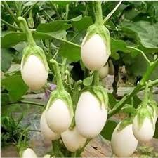 White Eggplant Seeds for Planting – Heirloom Non-GMO Garden Seeds