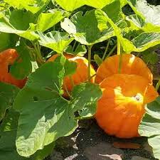 Yellow Pumpkin Seeds