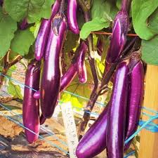 Purple Eggplant Seeds