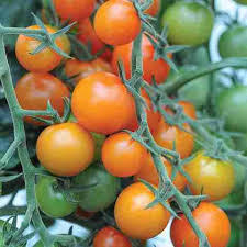 Sun Gold Tomato Seeds for Planting – Sweet Cherry Tomato Seeds