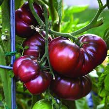 Maroon Tomato Seeds