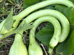 Tromboncino Squash Seeds for Planting – Heirloom Garden Seeds