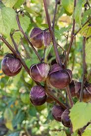 Purple Tomatillo Seeds