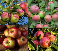 mixed apple seeds