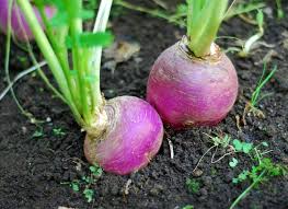 Swede Seeds