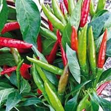 Thai Dragon Pepper Seeds for Planting – Hot Chili Pepper Seeds