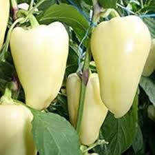 Hungarian White Pepper Seeds