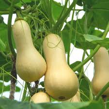 Butternut Squash Seeds