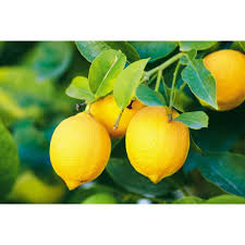 Citron Seeds for Planting – Citrus medica Garden Seeds