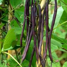 Purple Stallard Bean Seeds for Planting – Heirloom Garden Seeds