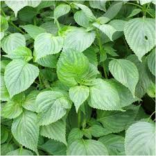 Perilla Seeds