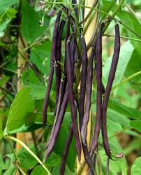 Black Bean Seeds
