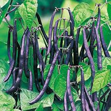 Purple Stallard Bean Seeds