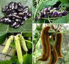 Mucuna Seeds
