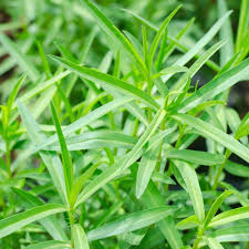 Tarragon Herb Seeds for Planting – Heirloom Non-GMO Garden Seeds