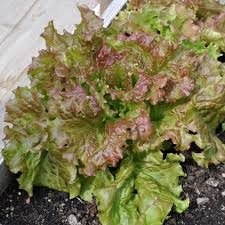 Prizehead Lettuce Seeds for Planting – Heirloom Garden Seeds