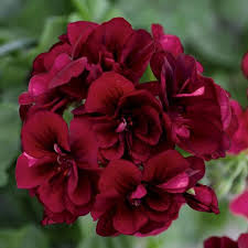 Burgundy Geranium flower seeds