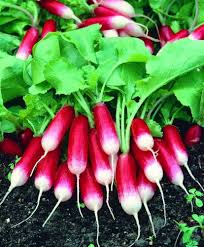 Radish Seeds for Planting – Organic Non-GMO Garden Seeds